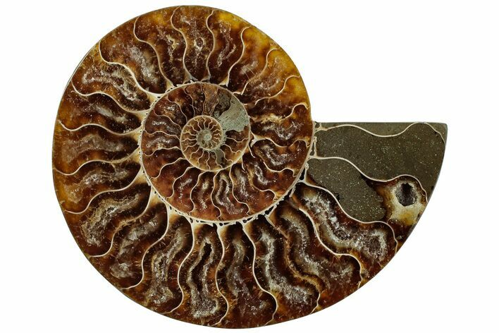 Cut & Polished Ammonite Fossil (Half) - Madagascar #310728